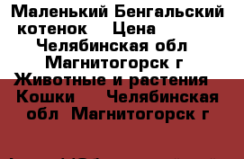 Маленький Бенгальский котенок  › Цена ­ 7 000 - Челябинская обл., Магнитогорск г. Животные и растения » Кошки   . Челябинская обл.,Магнитогорск г.